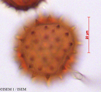 Dombeya ficulnea - lame n° 29262